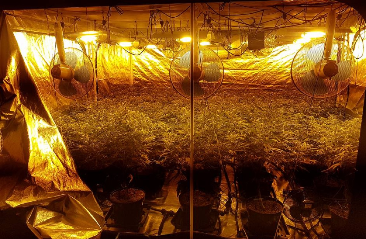 Cannabis with street value of £80,000 found in police raid