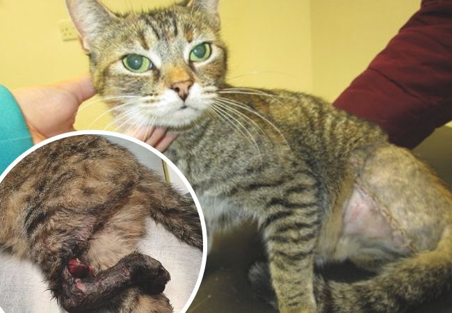 PDSA WARNING: Catu0027s leg severed after getting trapped  Bradford 