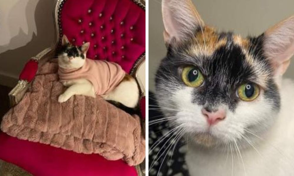 'We're so sad she's still seeking a forever home': Cat rescue's longest resident