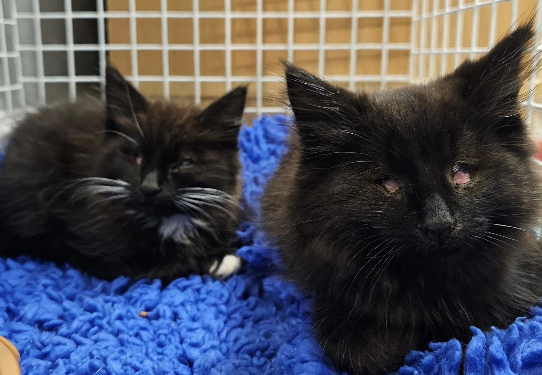 Kittens' eyes need removing after 'horrendous attack' in Bradford street