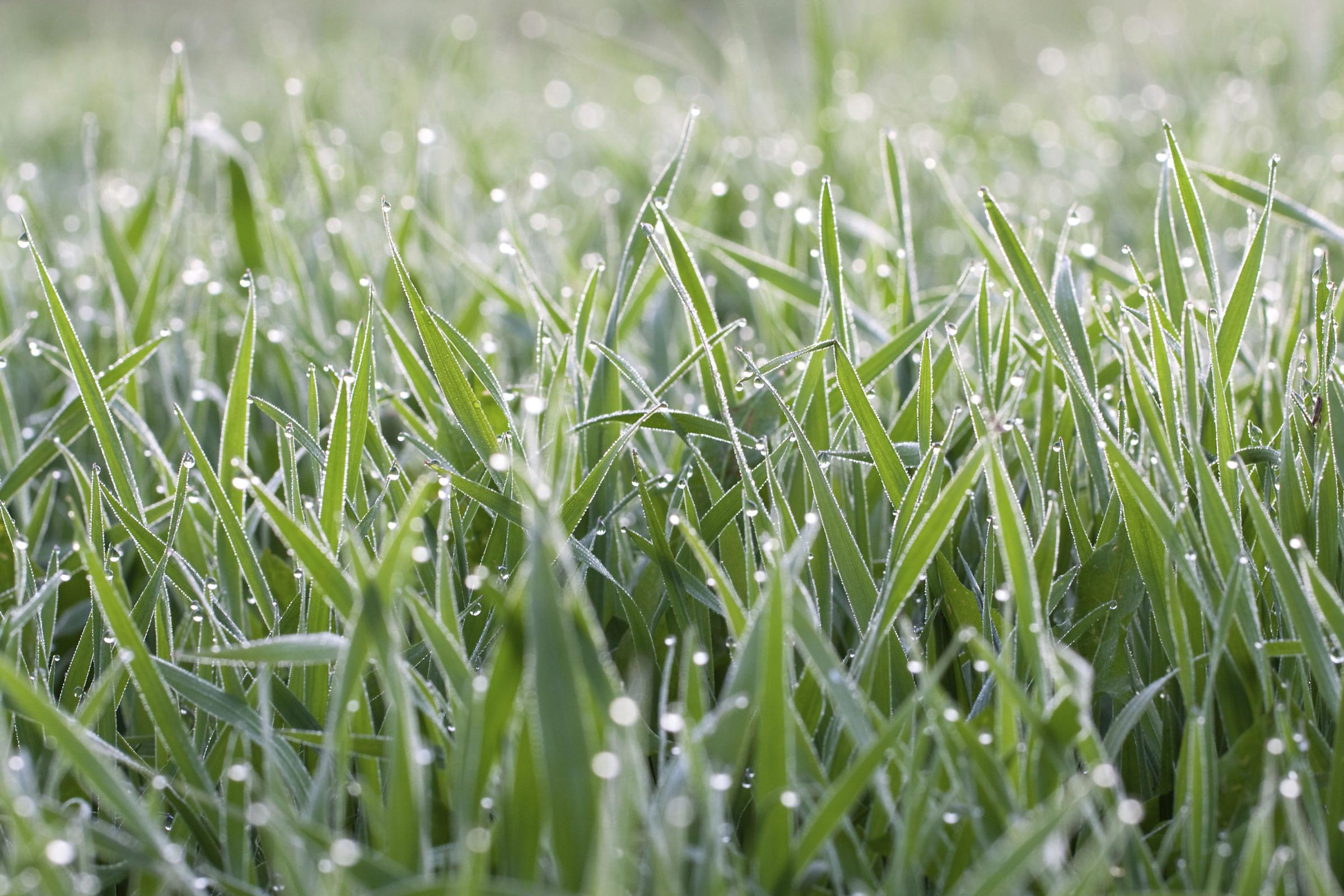 Rescuing Your Soggy Lawn Bradford Telegraph And Argus